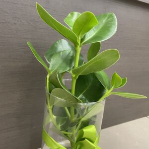 Pianta Clusia in idro cultura