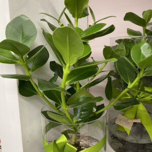 Pianta di Clusia in idro cultura grande